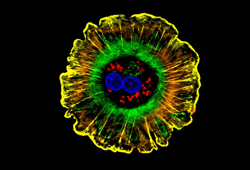 نشان دادن بازیگران کلیدی در بازسازی کبد به وسیله‌ی مدل بافتی